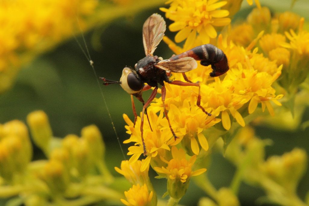 Physocephala sp.?